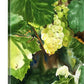 “Glowing Green Grapes” An Original watercolor or a signed Giclee art print of green grapes glowing in the sun.