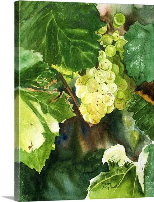 “Glowing Green Grapes” An Original watercolor or a signed Giclee art print of green grapes glowing in the sun.
