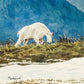 "High Mountain Hiker" (mountain goat in Glacier Nat. Park) 16"x22" Original watercolor painting or ltd. ed. s/n print