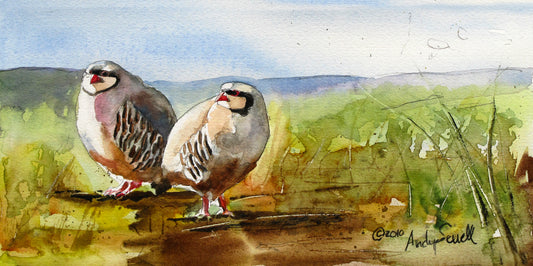 "Huddling up" 20x10" -A signed Giclee art print  from an Original watercolor of 2 chukars in a huddle