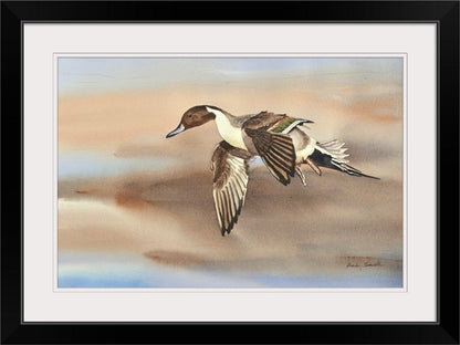 "Pintail in Flight" - An open edition Giclee art print from an Original watercolor