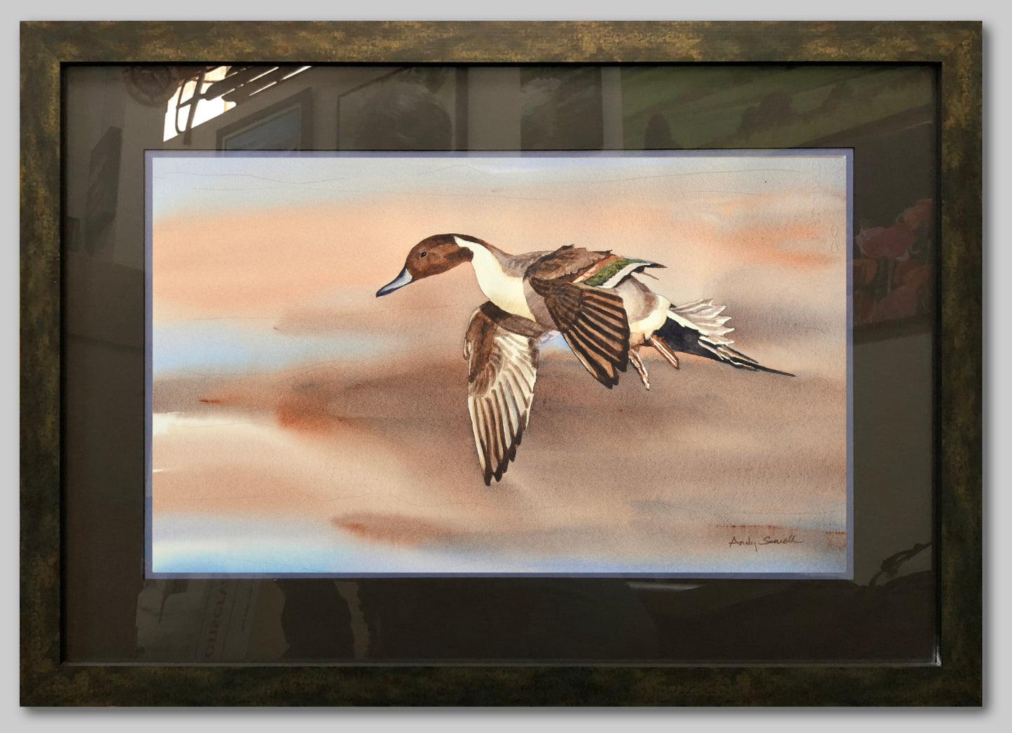 "Pintail in Flight" - An open edition Giclee art print from an Original watercolor