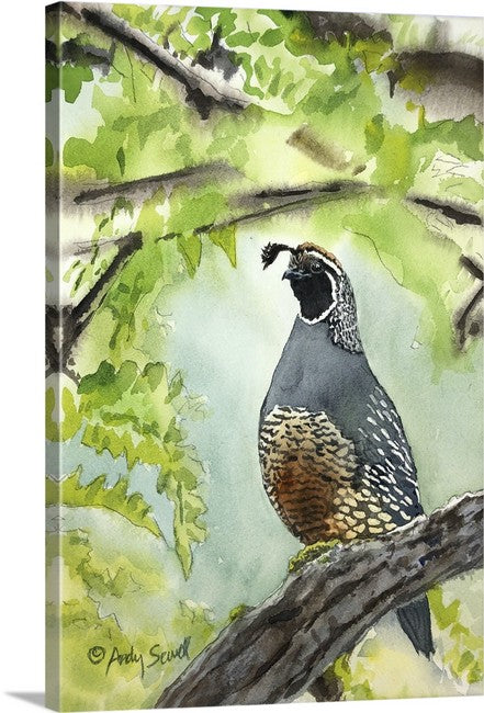 "QUAIL on the Perch" framed 11x14 - A signed edition Giclee watercolor print of California quail art
