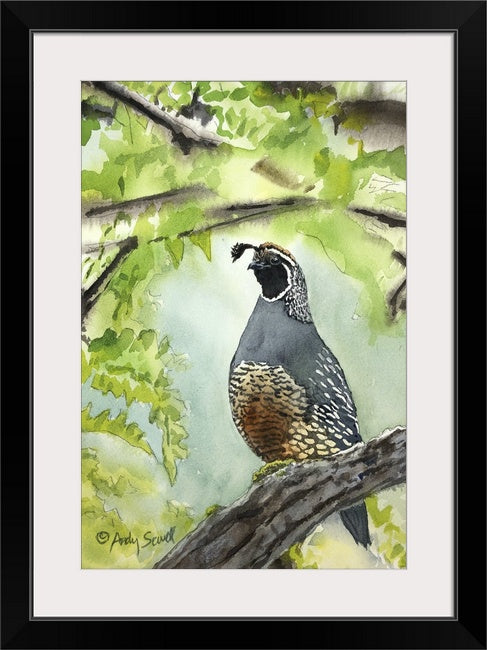 "QUAIL on the Perch" framed 11x14 - A signed edition Giclee watercolor print of California quail art
