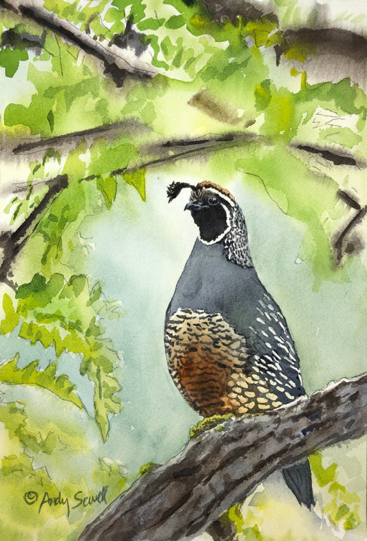 "QUAIL on the Perch" framed 11x14 - A signed edition Giclee watercolor print of California quail art