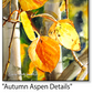 ASC398 "Aspen Autumn Details" ceramic coaster