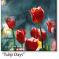 ASC404 "Tulip Days" ceramic coaster