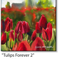 ASC405 "Tulips forever2" ceramic coaster