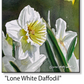 ASC409 "Lone White Daffodil" ceramic coaster