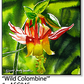 ASC045 "Wild Colombine" ceramic coaster