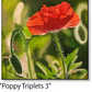 ASC440 "Poppy Triplets 3" ceramic coaster