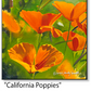 ASC448 "California Poppies" ceramic coaster