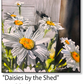 ASC258 "Daisies by the Shed" ceramic coaster