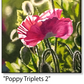 ASC439 "Poppy Triplets 2" ceramic coaster
