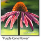 ASC489 "Purple Cone Flower" ceramic coaster