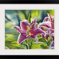 "Stargazer Glory" 12x16 signed edition canvas or paper Giclee Reprod. of a Stargazer Lily