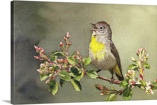 "Virginia Warbler"-  An 8x12 Giclee from watercolor