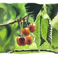 "Berries & Cherries" Original 5x7 watercolors