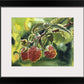 "Berries & Cherries" Original 5x7 watercolors