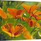 A "California Poppies" - Original painting or Canvas Giclée art print of oil painting of California Poppies