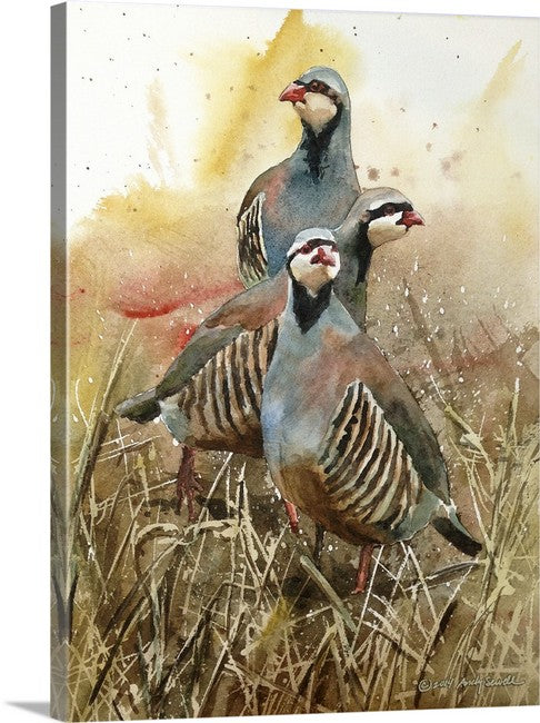 "Three Chukateers" - 12"x16" A limited edition s/n Giclee art print  from an Original watercolor of 3 chukars strutting in the sun