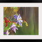 "Purple Colombine" 18x24 giclee print - a signed canvas or paper print from watercolor