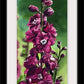 "Delphinium" - 8"x24" ltd ed. s/n Giclee art print from an Original watercolor by Andy Sewell