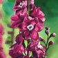 "Delphinium" - 8"x24" ltd ed. s/n Giclee art print from an Original watercolor by Andy Sewell