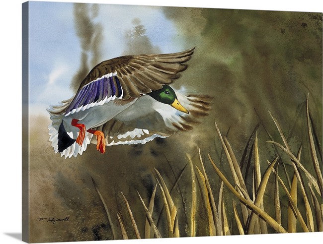 "Drake Dropping In" - An open edition Giclee art print from an Original watercolor, Duck wall art
