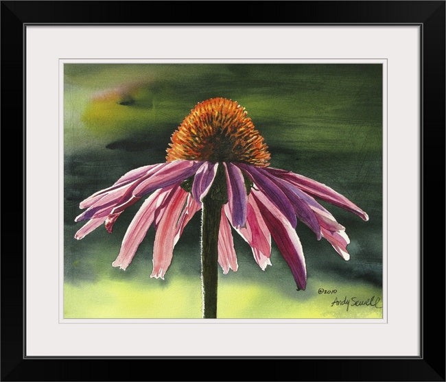 "Purple Cone Flower" 12x16 signed edition canvas or paper Giclee Reprod. of a Purple Cone Flower