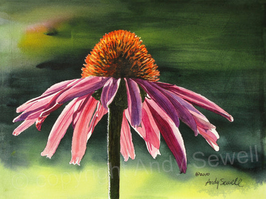 "Purple Cone Flower" 12x16 signed edition canvas or paper Giclee Reprod. of a Purple Cone Flower