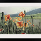 "Field of Poppies" Original 7x11 or framed 11x14 watercolor or giclee print