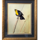 Yellow Headed Blackbird -  An Original 8x12 watercolor or giclee print