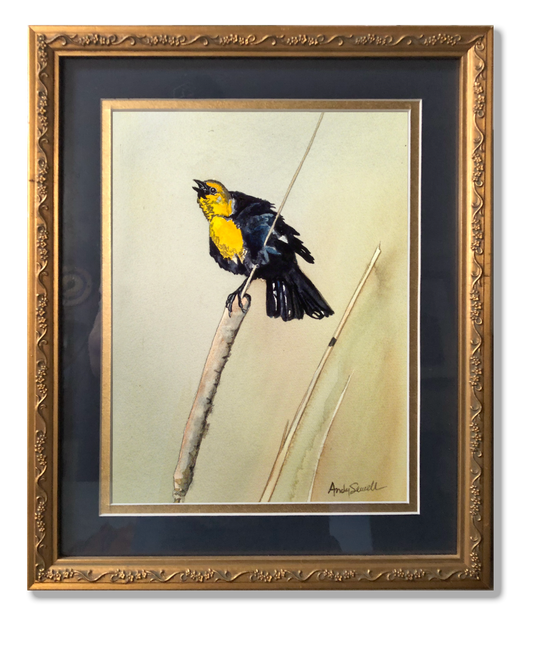Yellow Headed Blackbird -  An Original 8x12 watercolor or giclee print