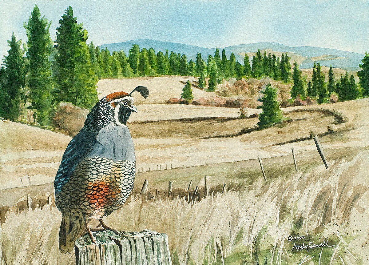 "KING of the VALLEY" A limited edition s/n Giclee reproduction of California quail art, watercolor print  - by Andy Sewell