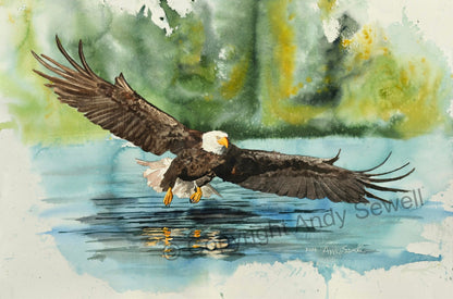 "Eagle: Fish Fear Him" - A limited edition s/n Giclee art print  from an Original watercolor of an eagle over the water