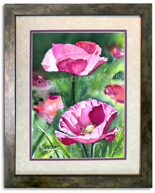a "Pink Poppy duo" Art Print - an original or giclee art print from an original watercolor of poppies glowing in the sun - by Andy Sewell