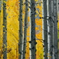 "October Gold" - 38"x60" Canvas Giclée art print of oil painting of Yellow Aspen trees in the fall