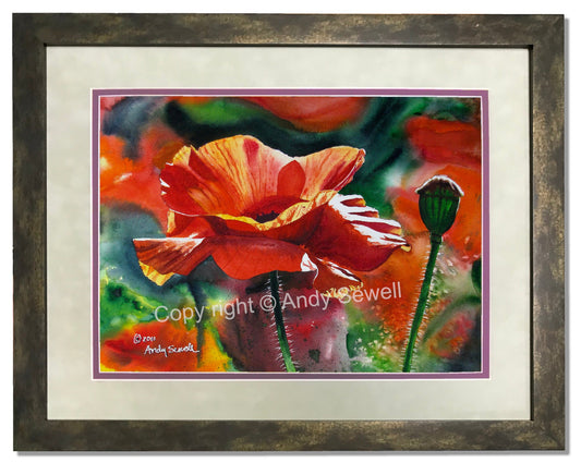 Red Poppy Art Print - a limited edition s/n giclee art print from an original watercolor of poppies glowing in the sun - by Andy Sewell