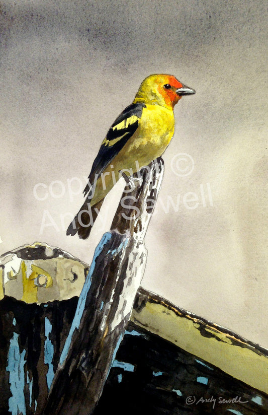 Tanager - 8" x 12" A giclee reprod. by Andy Sewell