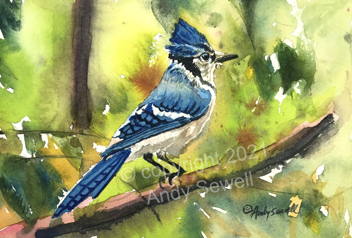 Blue Jay - Blue Jay Watercolor signed Print or Original watercolor painting by Andy Sewell