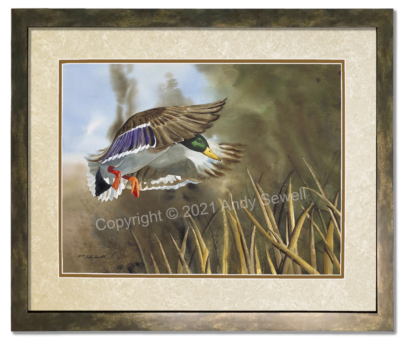 "Drake Dropping In" - An open edition Giclee art print from an Original watercolor, Duck wall art