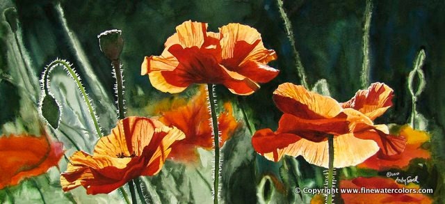 "Poppy Trio" - 21"x 48" A ltd ed. s/n Giclee art print from an Original watercolor of poppies glowing in the sun - by Andy Sewell