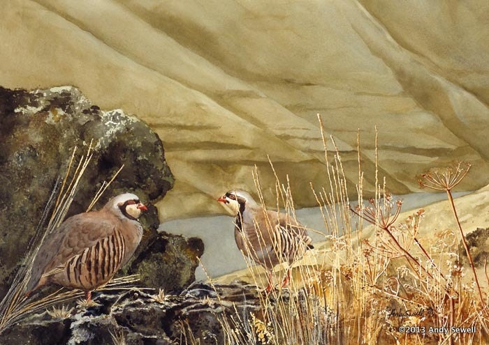 "Chukars on the Snake" - A limited edition s/n Giclee art print from an Original watercolor of chukars