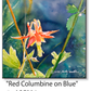 ASC284 "Red Colombine on Blue" ceramic coaster