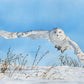 "Snowy Owl Swoop" watercolor giclee reprod. ltd. ed. s/n print