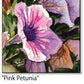 ASC410 "Pink Petunia " ceramic coaster