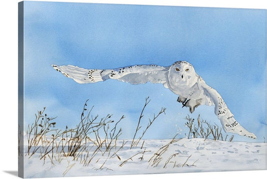"Snowy Owl Swoop" watercolor giclee reprod. ltd. ed. s/n print
