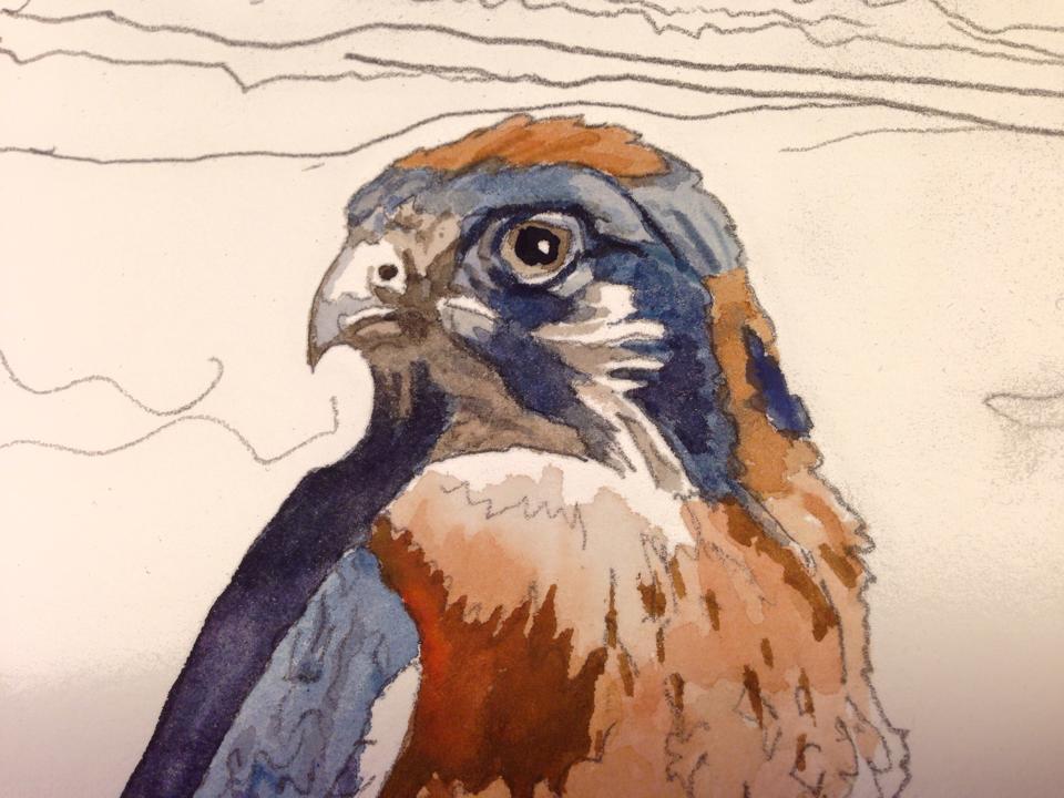 "Kestrel Patina" - 11"x22" canvas or paper Giclée art print from a watercolor