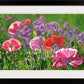 "Poppy Party" - 20"x 42" A signed edition Giclee art print from an Original oil painting of poppies glowing in the sun - by Andy Sewell